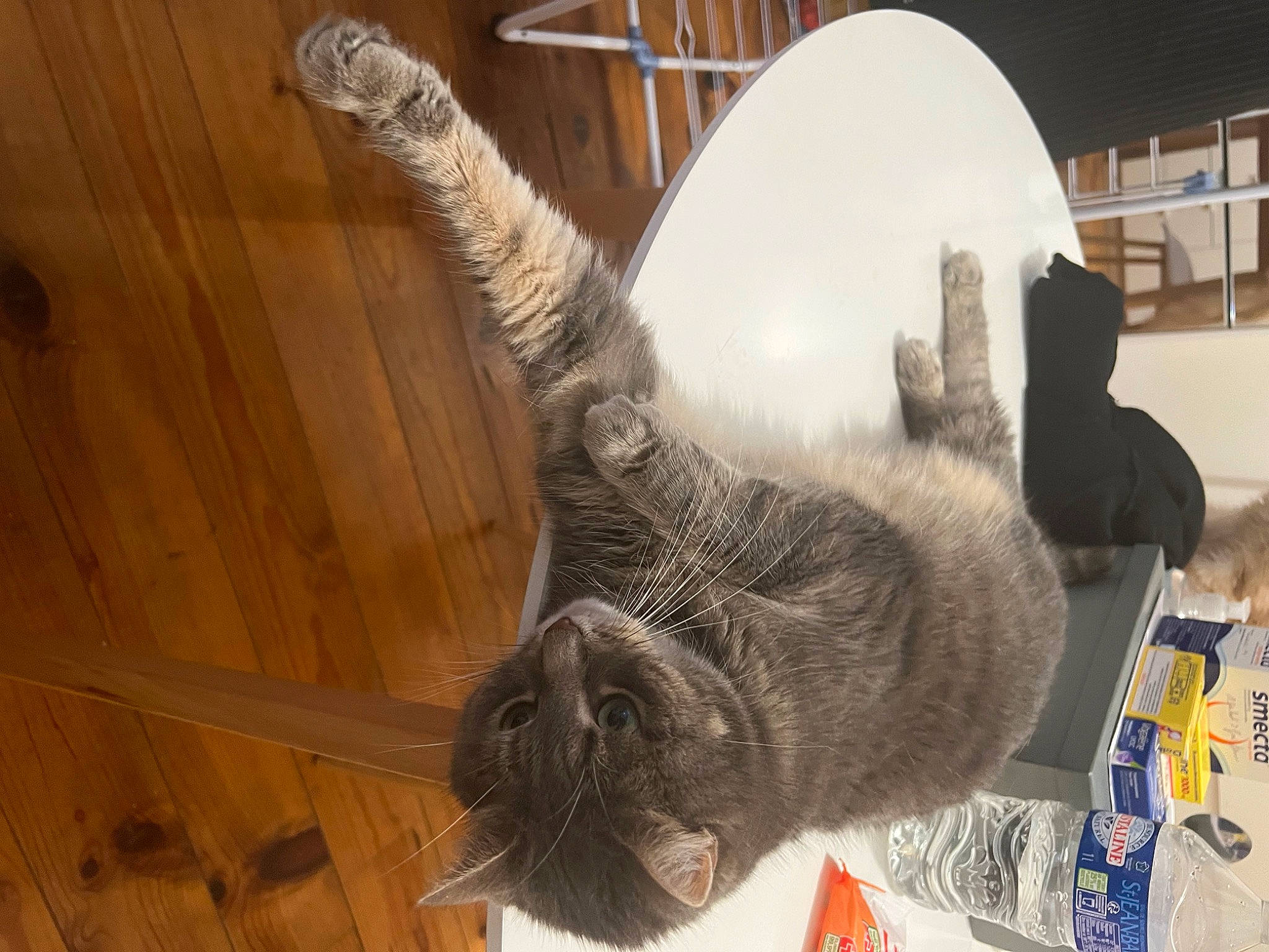 Caline a rejoint le concours — aidez-le/la à gagner de superbes lots ! carnivore, cat, claw, domestic_short_haired_cat, fawn, felidae, flooring, fur, hardwood, paw, plank, shelf, small_to_medium_sized_cats, snout, tail, varnish, whiskers, wood, wood_flooring, wood_stain