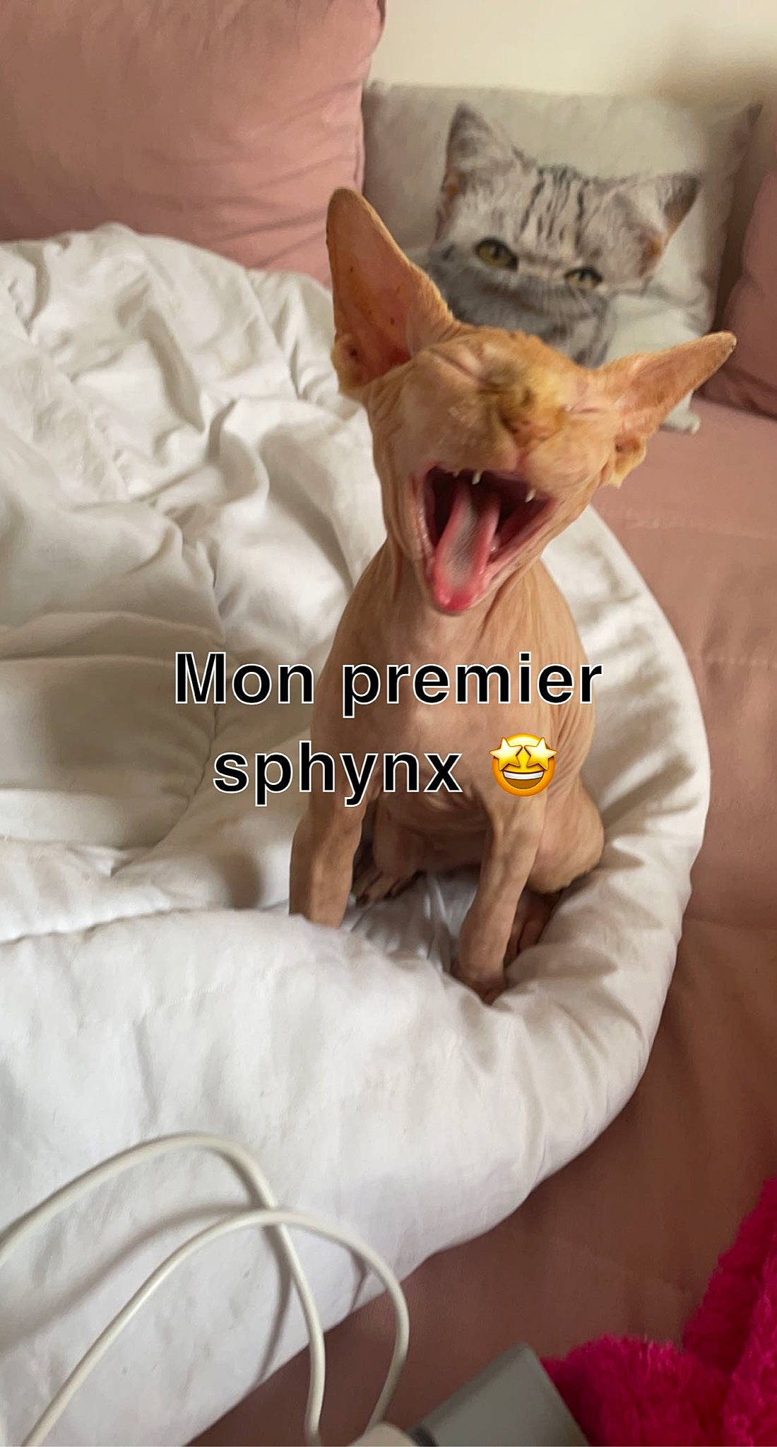 Isis a rejoint le concours — aidez-le/la à gagner de superbes lots ! bed, canidae, carnivore, comfort, companion_dog, dog_breed, duvet, ear, fawn, felidae, font, fur, jaw, linens, paw, photo_caption, small_to_medium_sized_cats, snout, tail, whiskers