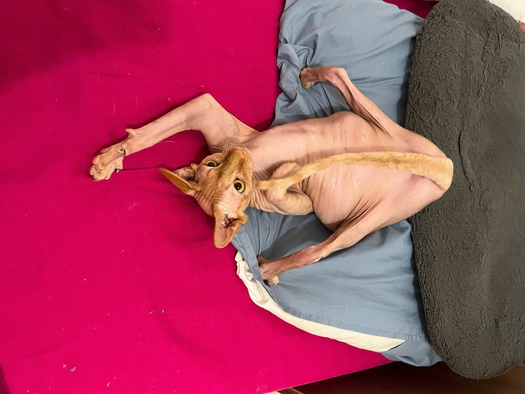 Isis a rejoint le concours — aidez-le/la à gagner de superbes lots ! bed, canidae, carnivore, comfort, companion_dog, couch, dog_breed, fawn, felidae, flooring, fur, human_leg, lap, linens, nap, pillow, small_to_medium_sized_cats, sporting_group, tail, textile