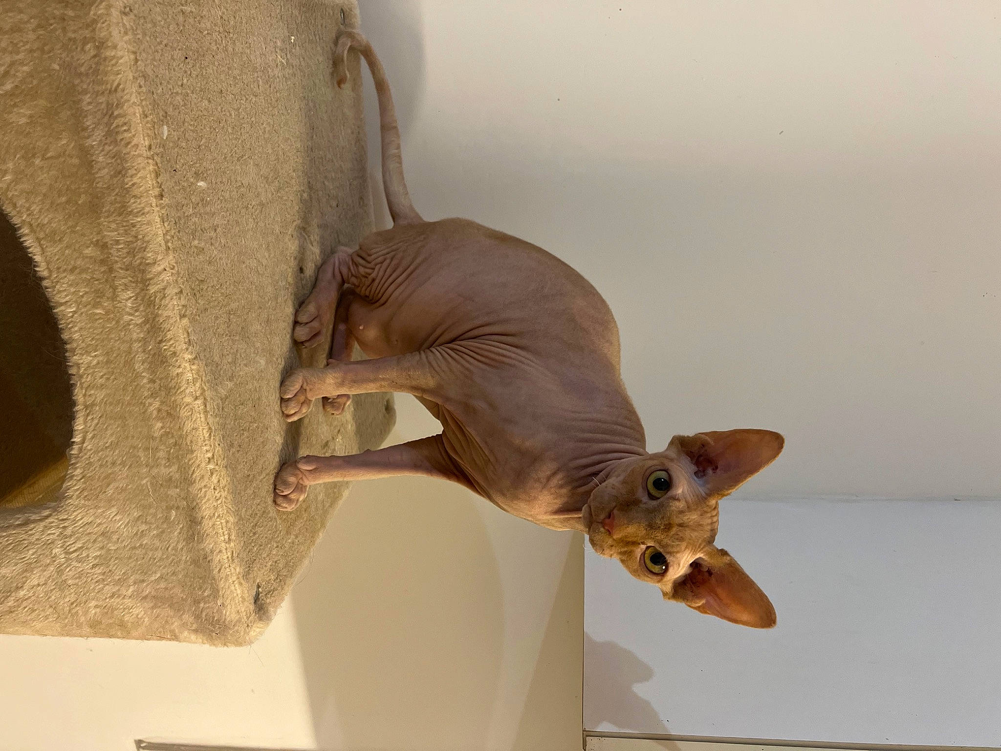 Isis a rejoint le concours — aidez-le/la à gagner de superbes lots ! animal_figure, art, beak, carnivore, donskoy, fawn, felidae, figurine, metal, pet_supply, peterbald, sculpture, small_to_medium_sized_cats, snout, tail, terrestrial_animal, toy, whiskers, wing, wood