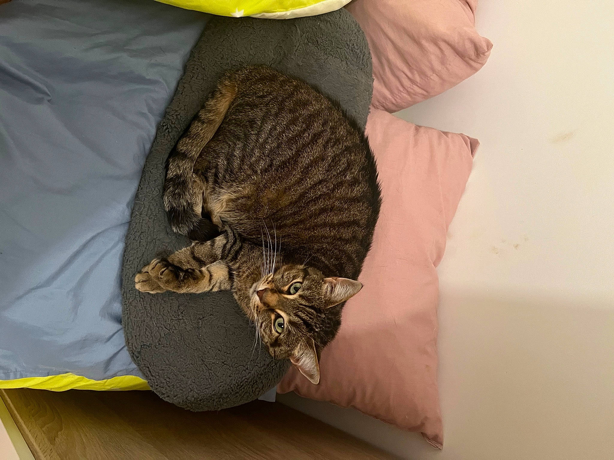 Fripouille a rejoint le concours — aidez-le/la à gagner de superbes lots ! carnivore, cat, cat_bed, comfort, domestic_short_haired_cat, felidae, fur, grey, hat, mammal, plant, small_to_medium_sized_cats, snout, tail, terrestrial_animal, tree, vertebrate, whiskers, wildlife, wood