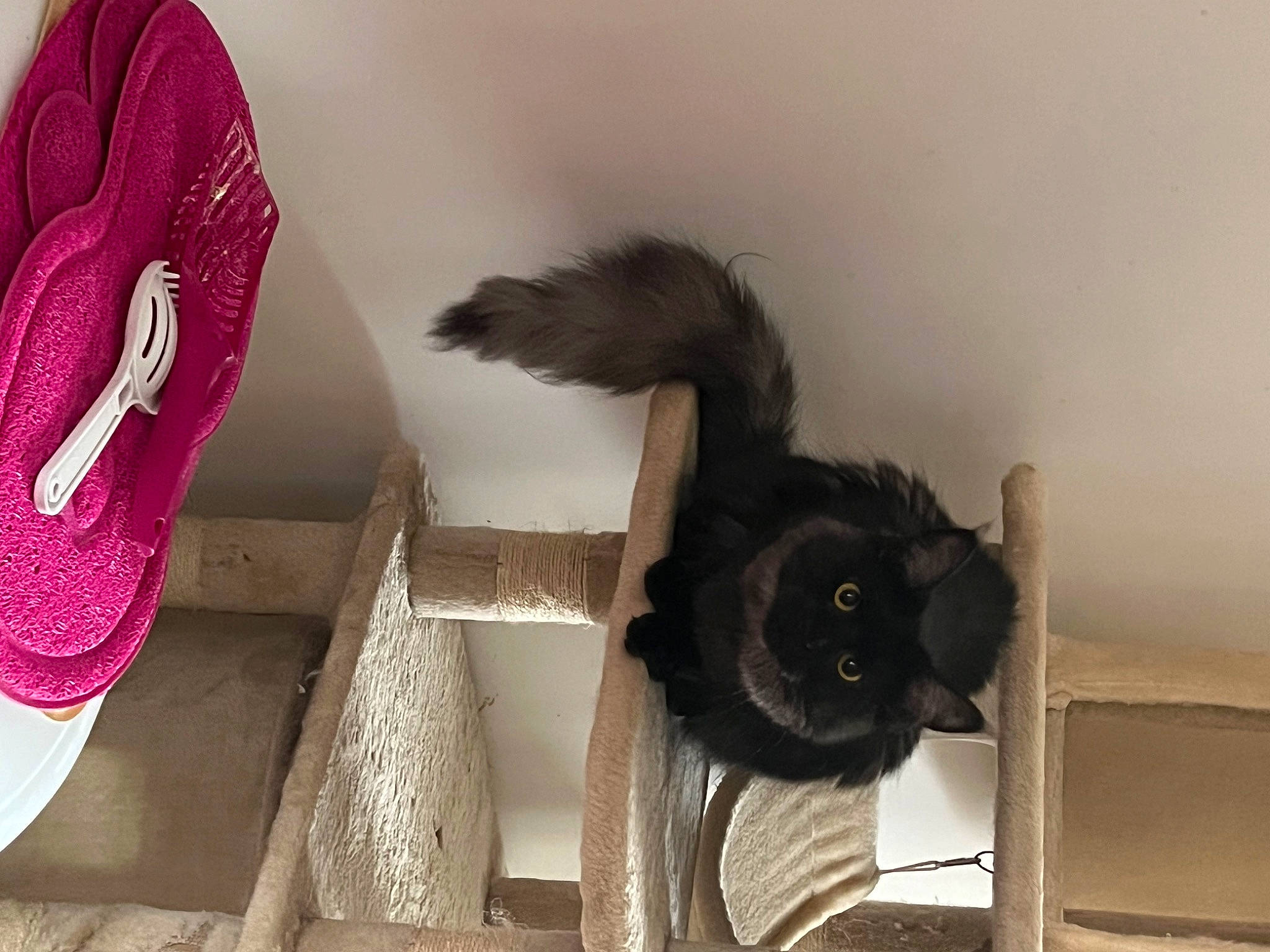 Saphire participe au concours pour gagner de l'argent avec cette photo : athletic_shoe, carmine, carnivore, cat, cat_bed, cat_supply, domestic_short_haired_cat, feather, felidae, fur, grey, magenta, natural_material, outdoor_shoe, pet_supply, small_to_medium_sized_cats, stairs, tail, walking_shoe, whiskers