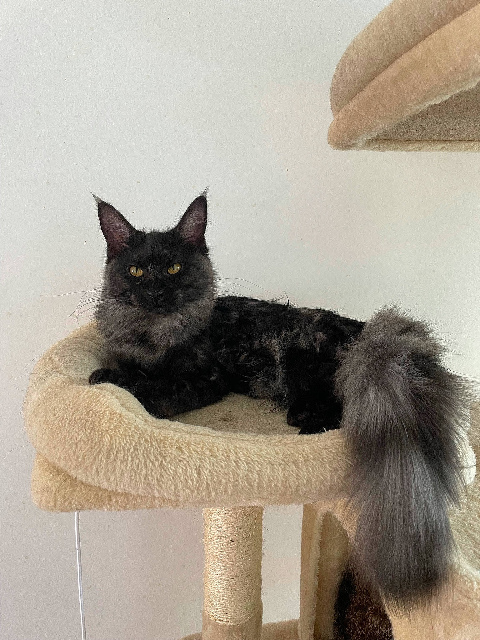 Saphire participe au concours pour gagner de l'argent avec cette photo : black_cat, bombay, carnivore, cat, cat_bed, cat_furniture, cat_supply, claw, comfort, domestic_short_haired_cat, felidae, fur, grey, paw, pedestal, small_to_medium_sized_cats, snout, tail, vertebrate, whiskers