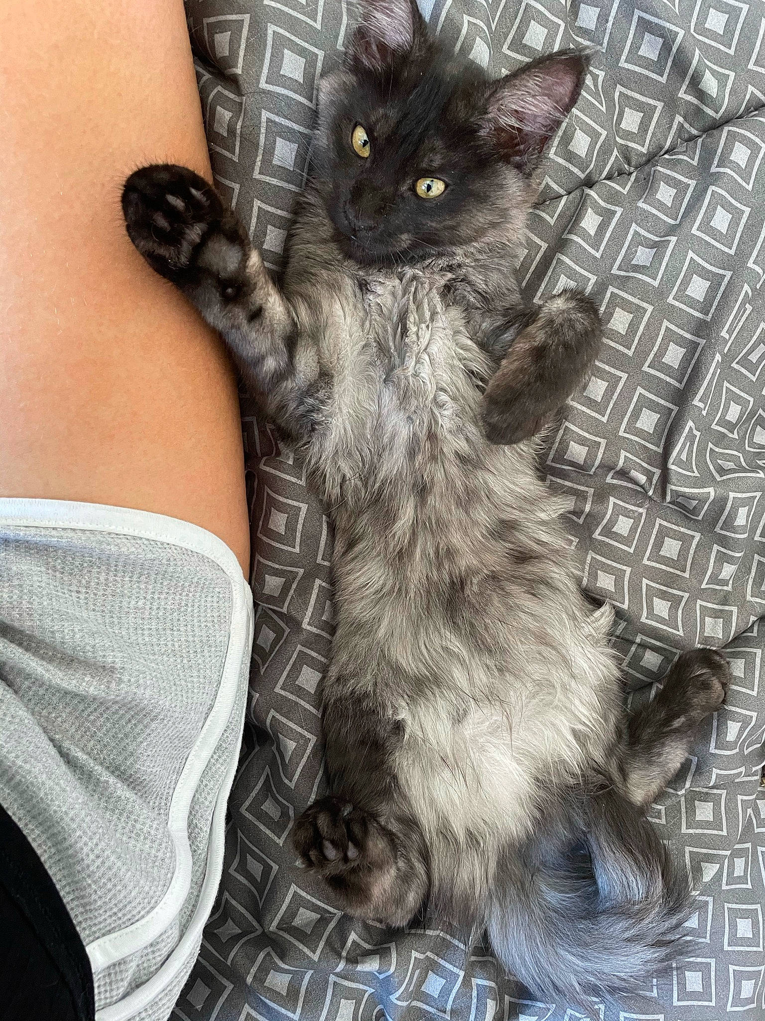 Saphire a rejoint le concours — aidez-le/la à gagner de superbes lots ! black_cat, carnivore, cat, claw, comfort, denim, domestic_short_haired_cat, felidae, foot, fur, gesture, grey, human_leg, lap, paw, sitting, small_to_medium_sized_cats, snout, tail, whiskers