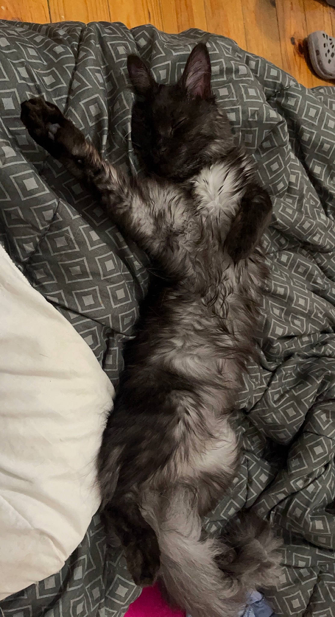 Saphire a rejoint le concours — aidez-le/la à gagner de superbes lots ! black, black_cat, carnivore, cat, comfort, dog_breed, felidae, fur, gesture, grey, human_leg, monochrome, monochrome_photography, paw, small_to_medium_sized_cats, snout, style, tail, textile, whiskers