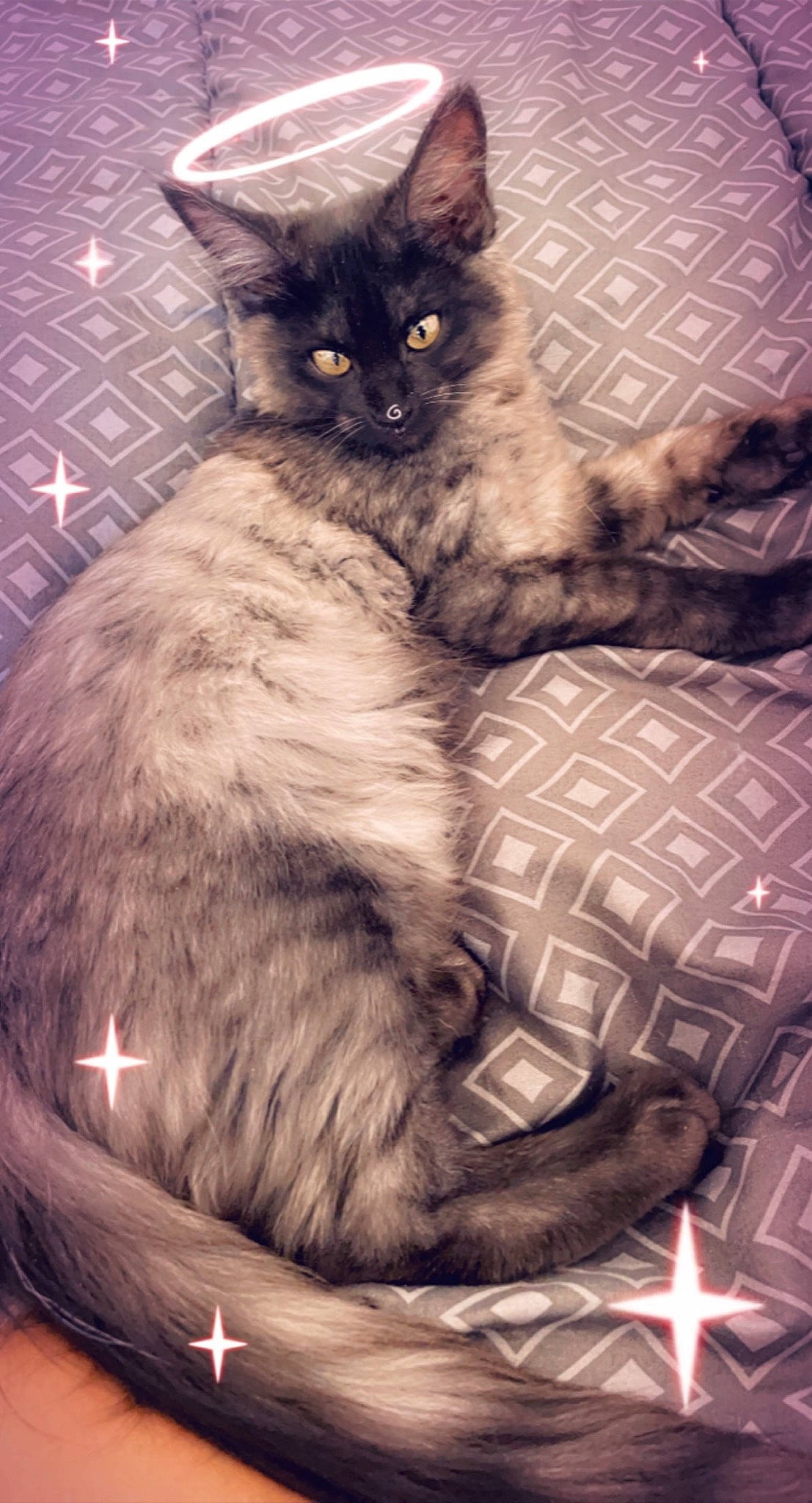 Saphire a rejoint le concours — aidez-le/la à gagner de superbes lots ! black_cat, british_longhair, carnivore, cat, claw, comfort, domestic_short_haired_cat, felidae, fur, grey, lap, monochrome_photography, paw, plant, sitting, small_to_medium_sized_cats, snout, tail, terrestrial_animal, whiskers