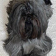 Socrate participe au concours pour gagner de l'argent avec cette photo : animal, black, canine, companion, cute, cute_pet, dog, fluffy, fur, gray, groomed, hair, indoor, laying, long_hair, mammal, pet, portrait, sitting, small_dog