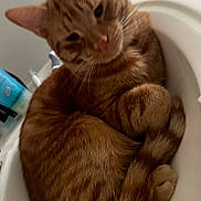 Tang joined the competition — help win amazing prizes! cat, orange_tabby, curled_up, sink, indoor, pet, feline, relaxed, home, bathroom, fur, whiskers, ears, tail, cute, animal, domestic, cozy, resting, closeup