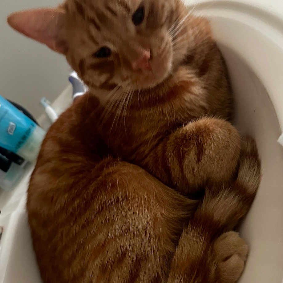 Tang joined the competition — help win amazing prizes! animal, bathroom, cat, closeup, cozy, curled_up, cute, domestic, ears, feline, fur, home, indoor, orange_tabby, pet, relaxed, resting, sink, tail, whiskers