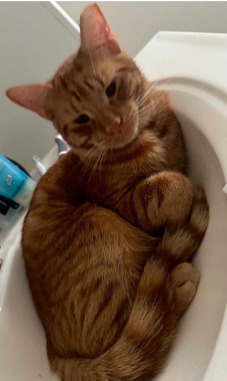 Tang joined the competition — help win amazing prizes! cat, orange_tabby, curled_up, sink, indoor, pet, feline, relaxed, home, bathroom, fur, whiskers, ears, tail, cute, animal, domestic, cozy, resting, closeup