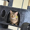 Mj joined the competition — help win amazing prizes! cat, tabby, pet, animal, indoor, cat_tree, furniture, curious, yellow_eyes, collar, flower, cozy, home, cute, whiskers, ears, paws, resting, looking, portrait