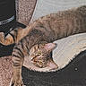 Mj is registered to the contest to win money with this photo: cat, tabby, pet, indoor, rug, carpet, heater, stretching, paw, fur, whiskers, ears, eyes, floor, cozy, relaxed, animal, domestic, curious, home