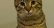 Mj is registered to the contest to win money with this photo: cat, tabby, pet, animal, feline, whiskers, ears, eyes, fur, portrait, indoor, cute, looking, mammal, face, closeup, domestic, young, curious, sitting