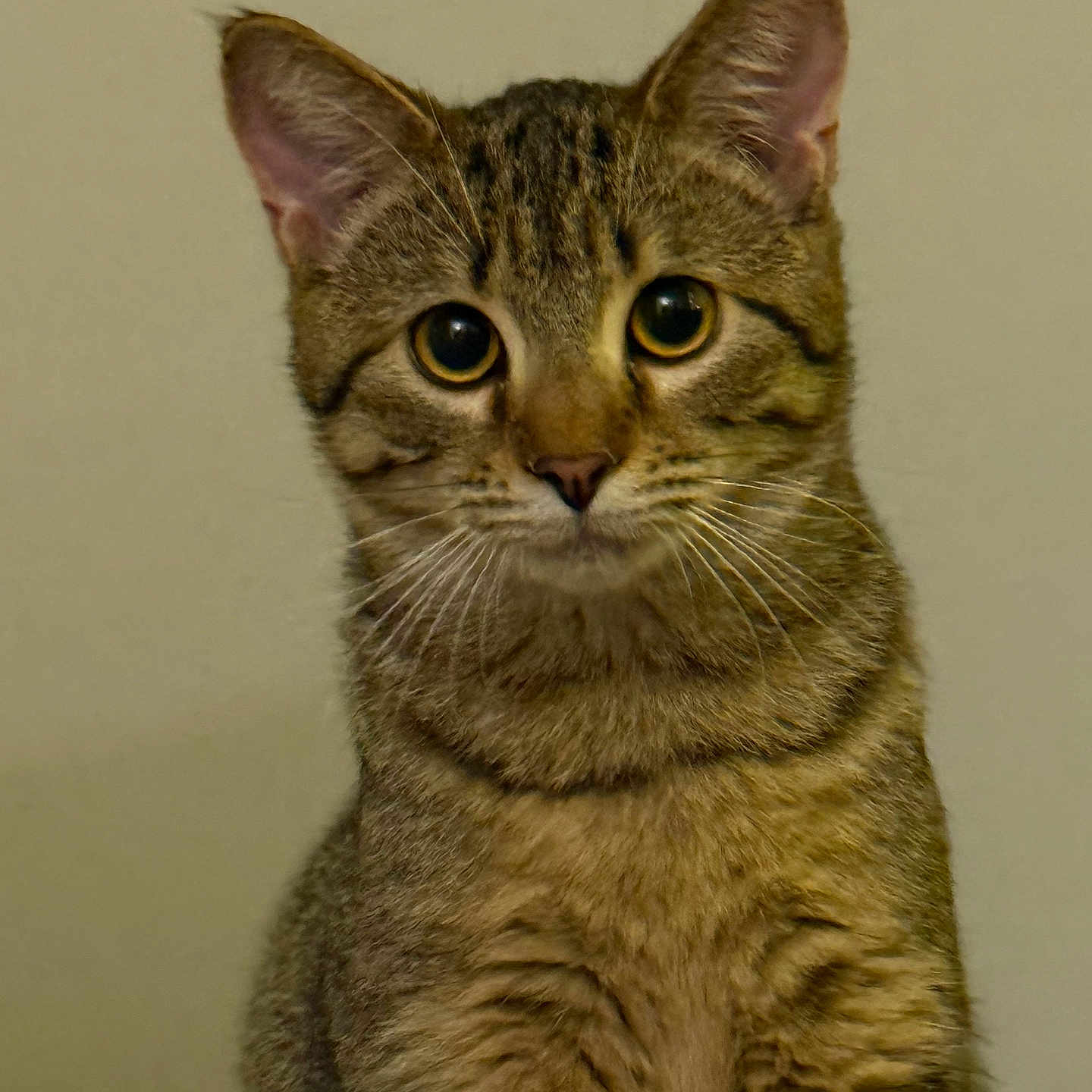 Mj is registered to the contest to win money with this photo: cat, tabby, pet, animal, feline, whiskers, ears, eyes, fur, portrait, indoor, cute, looking, mammal, face, closeup, domestic, young, curious, sitting