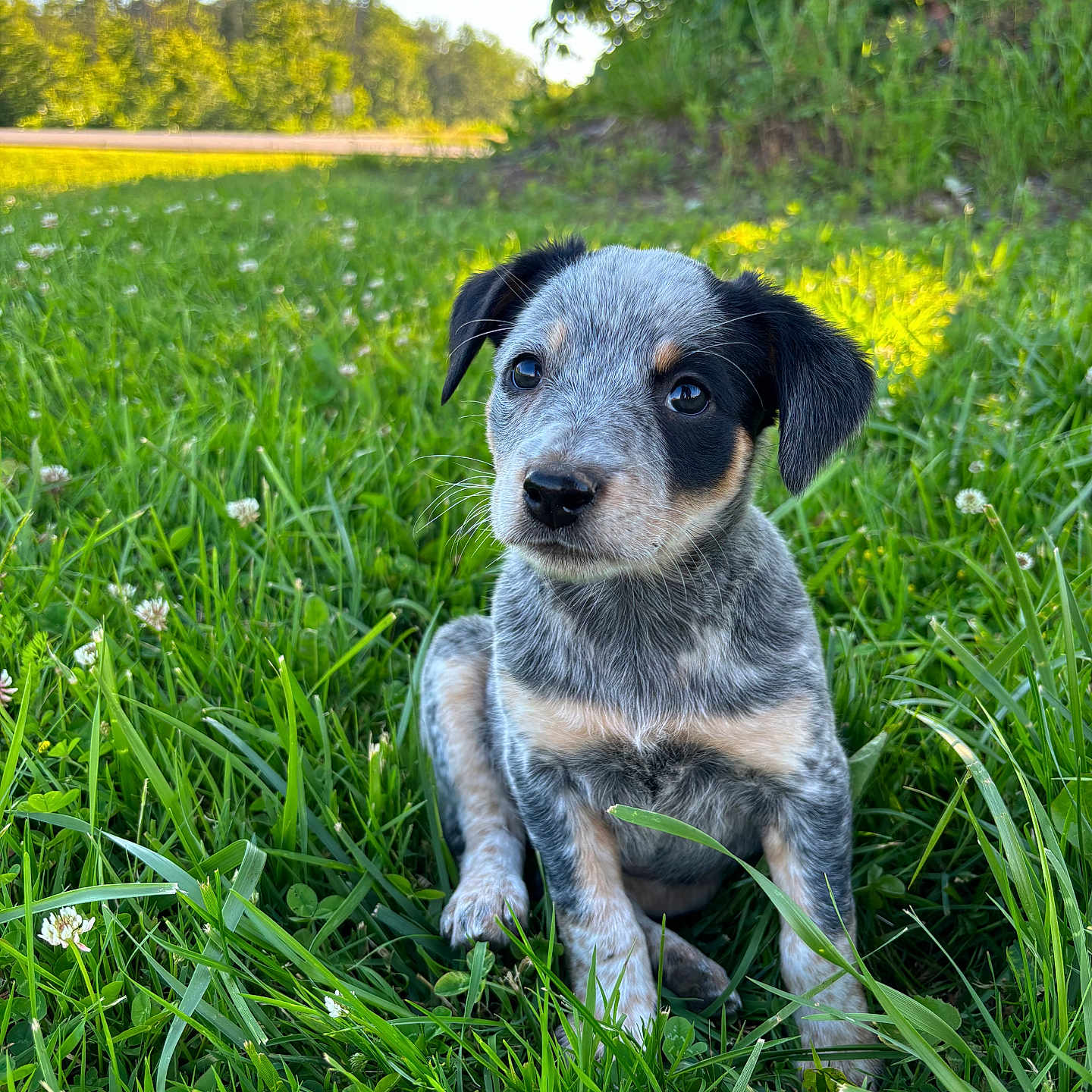Georgia joined the competition — help win amazing prizes! animal, canine, countryside, dog, field, grass, grassland, green, hound, lawn, meadow, nature, outdoors, pet, plant, pointer, puppy, rural, terrier, tree
