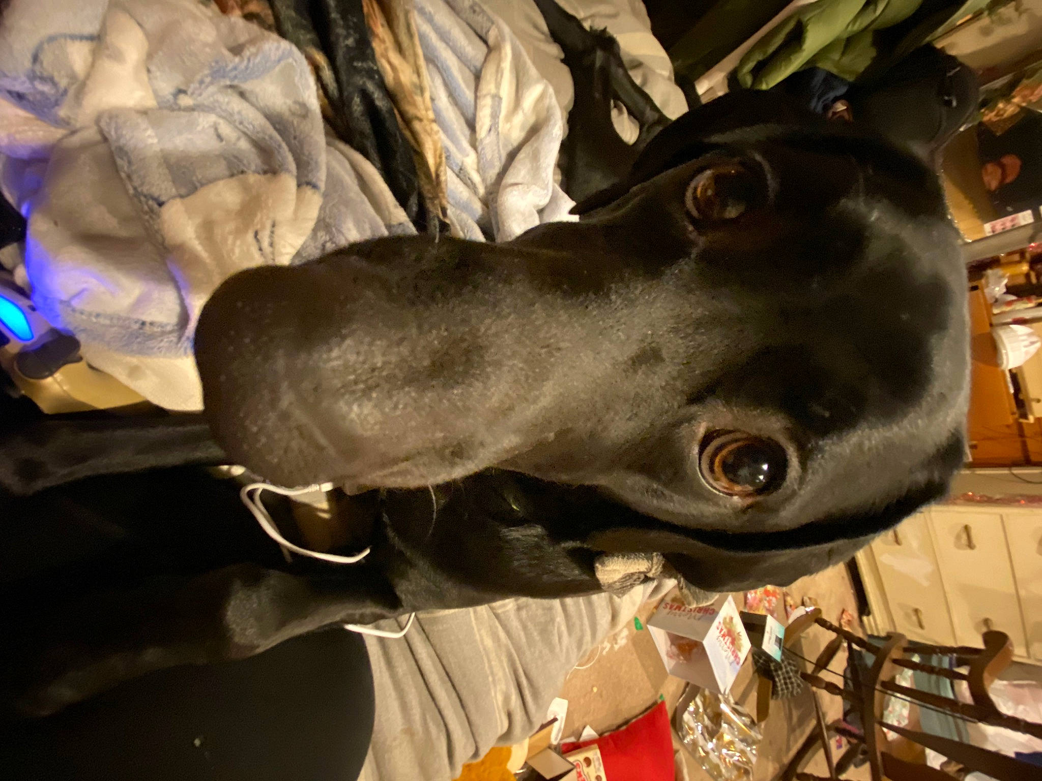 Maze joined the competition — help win amazing prizes! art, auto_part, canidae, carnivore, dog, dog_breed, fawn, great_dane, guard_dog, horse_tack, jaw, liver, metal, personal_protective_equipment, pet_supply, rampur_greyhound, sculpture, snout, sporting_group, working_animal