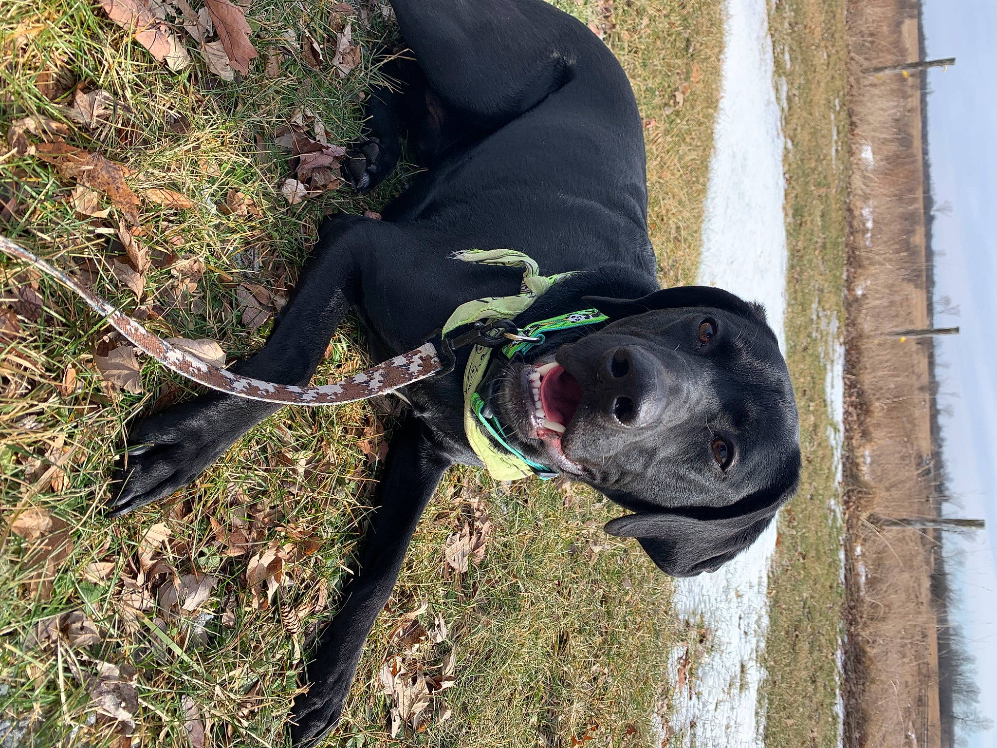 Maze is registered to the contest to win money with this photo: adventure, automotive_tire, canidae, carnivore, collar, companion_dog, dog, dog_breed, dog_collar, grass, leash, personal_protective_equipment, pet_supply, plant, recreation, snout, soil, sporting_group, tree, working_animal