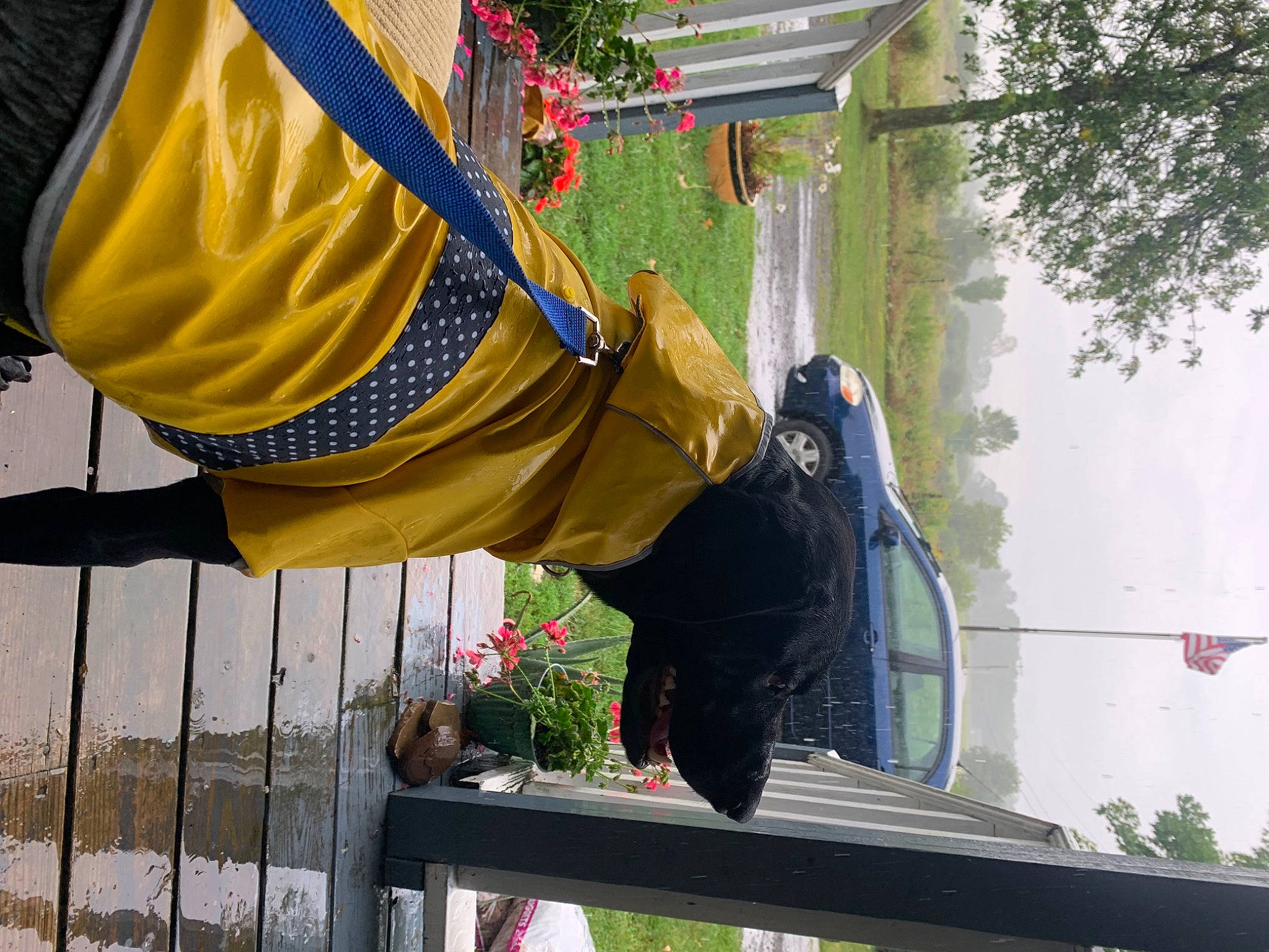 Maze joined the competition — help win amazing prizes! flag, hat, leisure, plant, pole, sky, tints_and_shades, tree, window