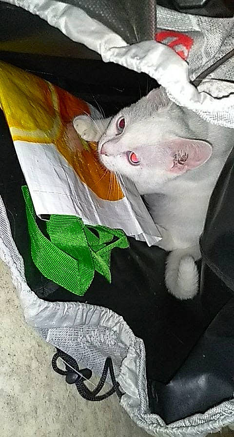 Ragnar participe au concours pour gagner de l'argent avec cette photo : art, canidae, carmine, carnivore, cat, domestic_short_haired_cat, felidae, fish, fur, linens, paper, room, small_to_medium_sized_cats, tail, textile, visual_arts, whiskers