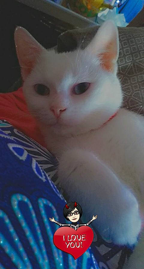 Ragnar participe au concours pour gagner de l'argent avec cette photo : carnivore, cat, domestic_short_haired_cat, ear, electric_blue, fawn, felidae, fur, head, iris, paw, sleeve, small_to_medium_sized_cats, snout, t_shirt, tail, whiskers