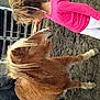 Princesse participe au concours pour gagner de l'argent avec cette photo :