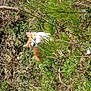 Papusch participe au concours pour gagner de l'argent avec cette photo :