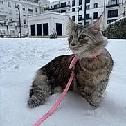 Uki participe au concours pour gagner de l'argent avec cette photo : background, building, cat, cold, collar, curious, daylight, feline, fluffy, gray_tabby, green_eyes, leash, nature, outdoor, pet, side_view, snow, tail, urban, winter