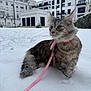 background, building, cat, cold, collar, curious, daylight, feline, fluffy, gray_tabby, green_eyes, leash, nature, outdoor, pet, side_view, snow, tail, urban, winter