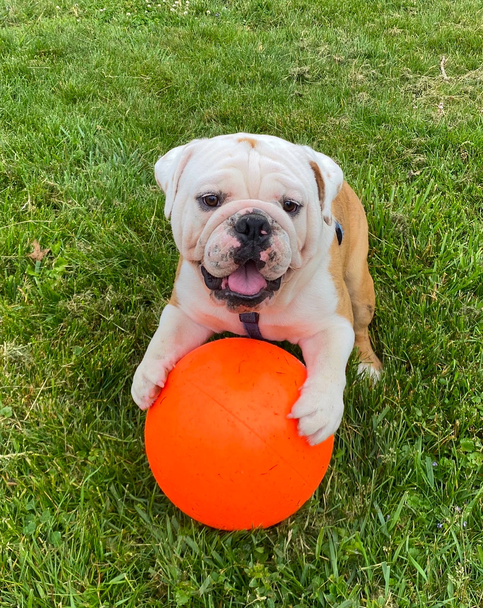 Meatball joined the competition — help win amazing prizes! ball, bulldog, carnivore, collar, companion_dog, dog, dog_breed, dog_collar, dog_supply, fawn, flooring, grass, plant, snout, sporting_group, toy, toy_dog, tree, working_animal, wrinkle