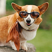 Stunner is registered to the contest to win money with this photo: dog, corgi, sunglasses, bandana, pet, animal, outdoor, rock, brown, white, cute, portrait, fashion, accessory, canine, smile, tongue, summer, greenery, blurred_background