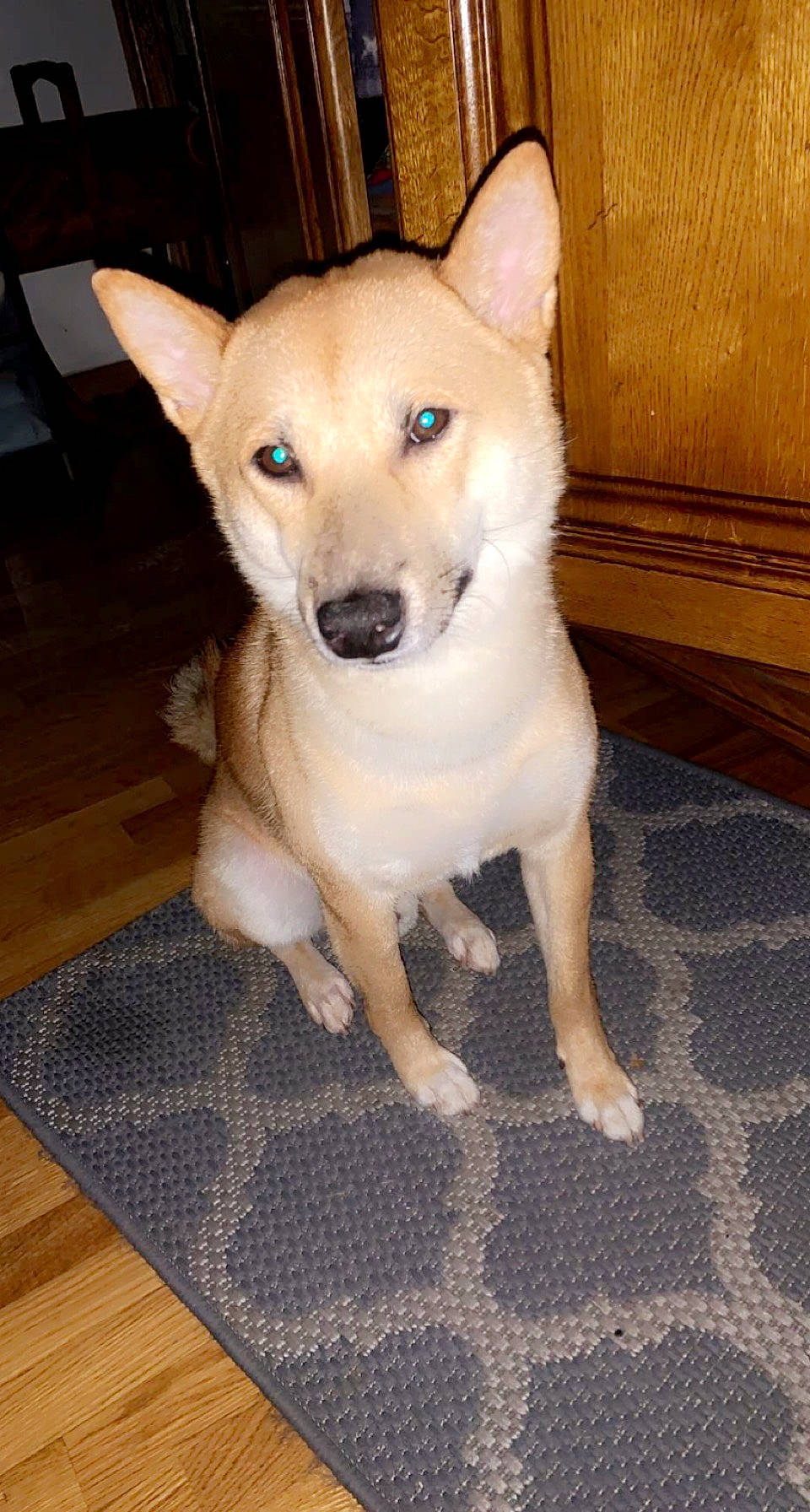 Roucky a rejoint le concours — aidez-le/la à gagner de superbes lots ! ancient_dog_breeds, canidae, carnivore, companion_dog, dog, dog_breed, fawn, floor, flooring, fur, hardwood, plank, puppy, sporting_group, tail, toy_dog, varnish, wood, wood_stain, working_animal