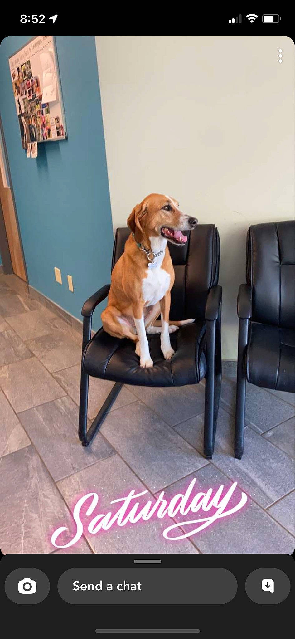 Olive joined the competition — help win amazing prizes! canidae, carnivore, chair, club_chair, collar, comfort, companion_dog, couch, dog, dog_breed, dog_collar, dog_supply, door, fawn, floor, flooring, furniture, liver, pet_supply, table