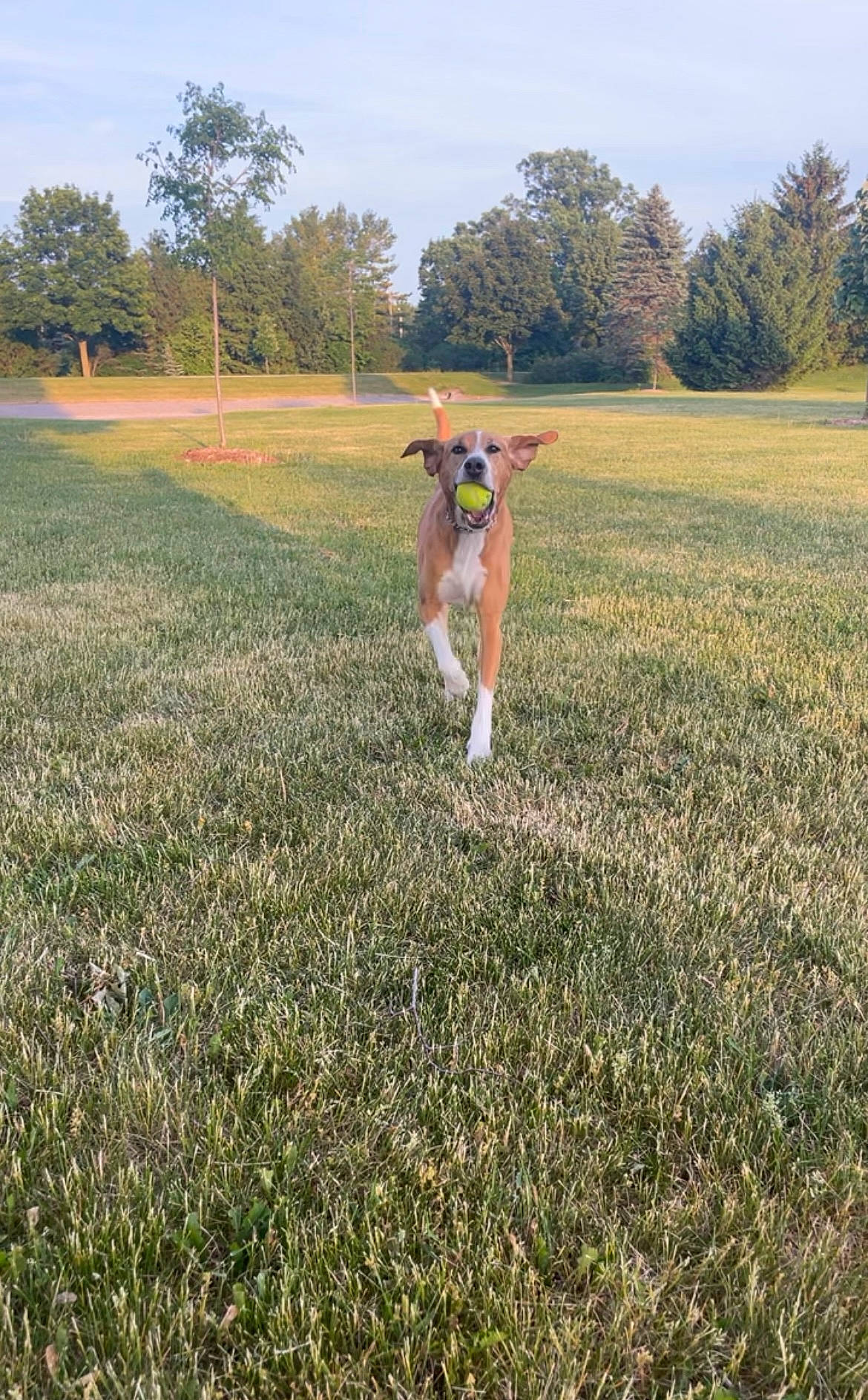 Olive joined the competition — help win amazing prizes! agriculture, baseball_cap, baseball_field, bat_and_ball_games, golfer, grass, grassland, land_lot, landscape, lawn, meadow, pasture, people_in_nature, plain, plant, player, prairie, sky, sports_equipment, tree