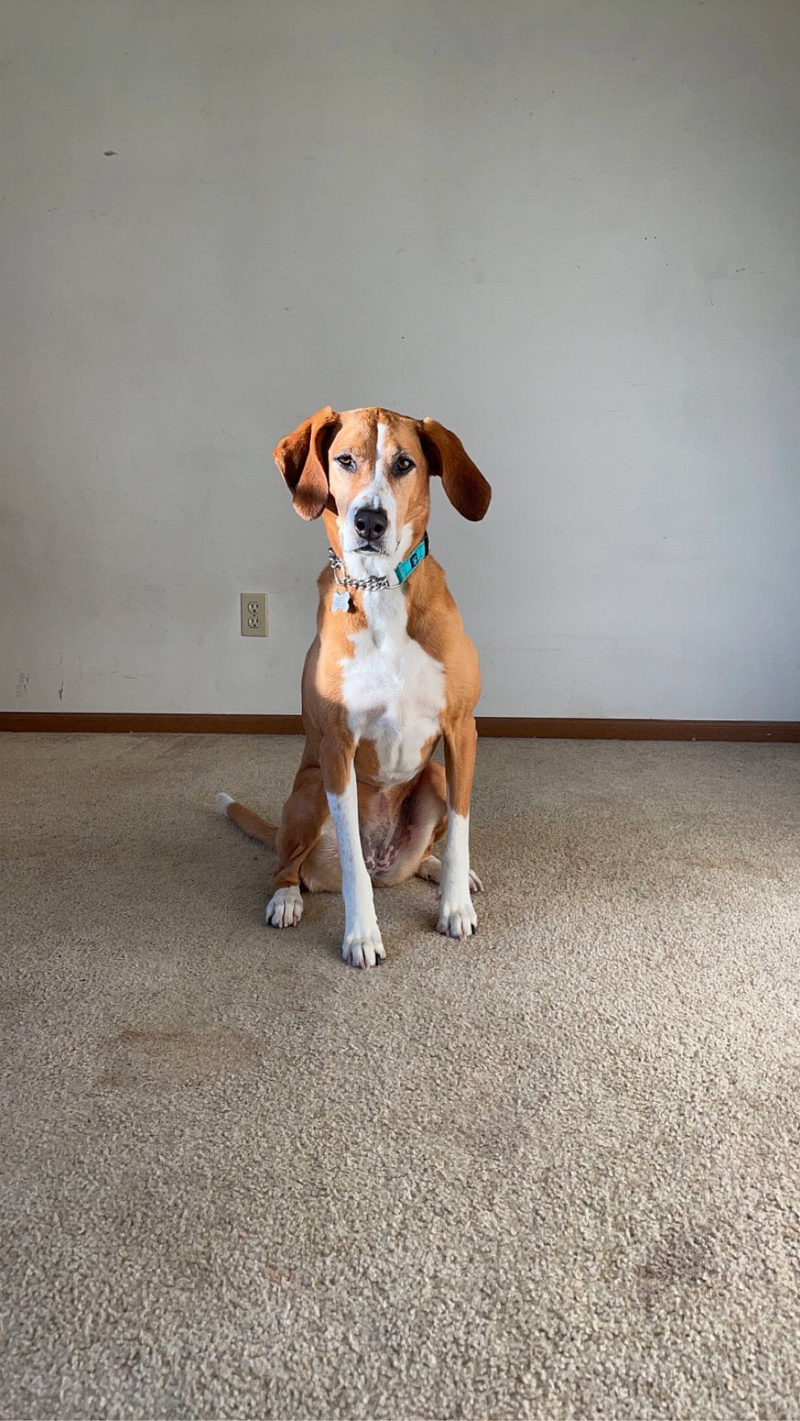 Olive joined the competition — help win amazing prizes! beagle, beagle_harrier, canidae, carnivore, companion_dog, dog, dog_breed, fawn, finnish_hound, flooring, hound, hunting_dog, paw, puppy, scent_hound, snout, sporting_group, tail, working_animal, working_dog