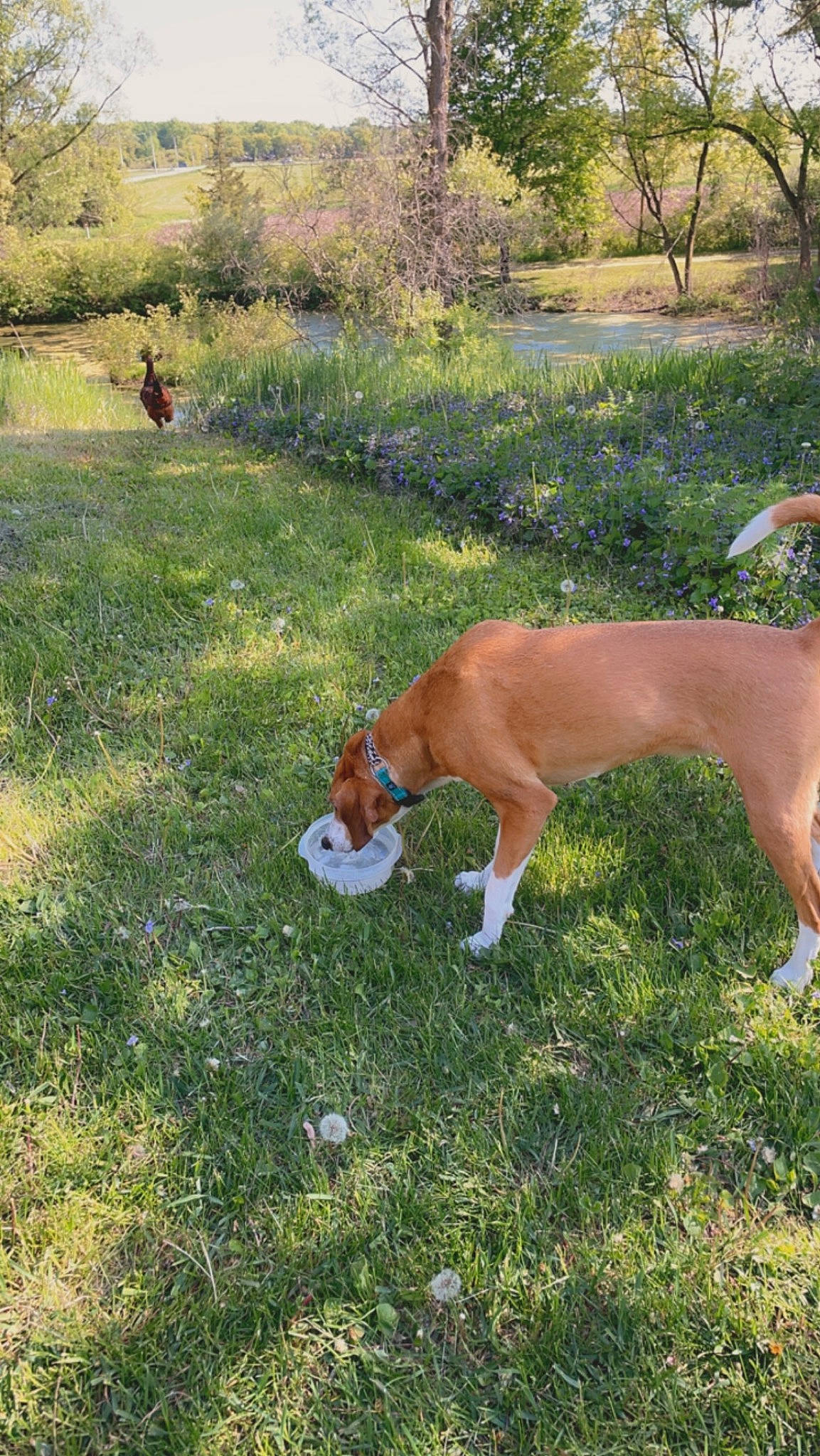 Olive joined the competition — help win amazing prizes! canidae, carnivore, companion_dog, dog, dog_breed, fawn, grass, grassland, grazing, groundcover, landscape, liver, pasture, plant, sporting_group, tail, terrestrial_animal, tree, wildlife, working_animal