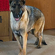 Sage joined the competition — help win amazing prizes! german_shepherd, dog, carpet, indoor, wooden_furniture, television, sports, canine, pet, animal, standing, ears_up, alert, brown_fur, black_fur, home, living_room, smiling, tongue_out, domestic