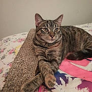 Leasha joined the competition — help win amazing prizes! alert, animal, bed, blanket, cat, crossed_paws, cute, domestic, feline, floral, fur, indoor, looking, paws, pet, relaxed, resting, scratcher, striped, tabby