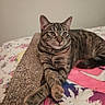 alert, animal, bed, blanket, cat, crossed_paws, cute, domestic, feline, floral, fur, indoor, looking, paws, pet, relaxed, resting, scratcher, striped, tabby