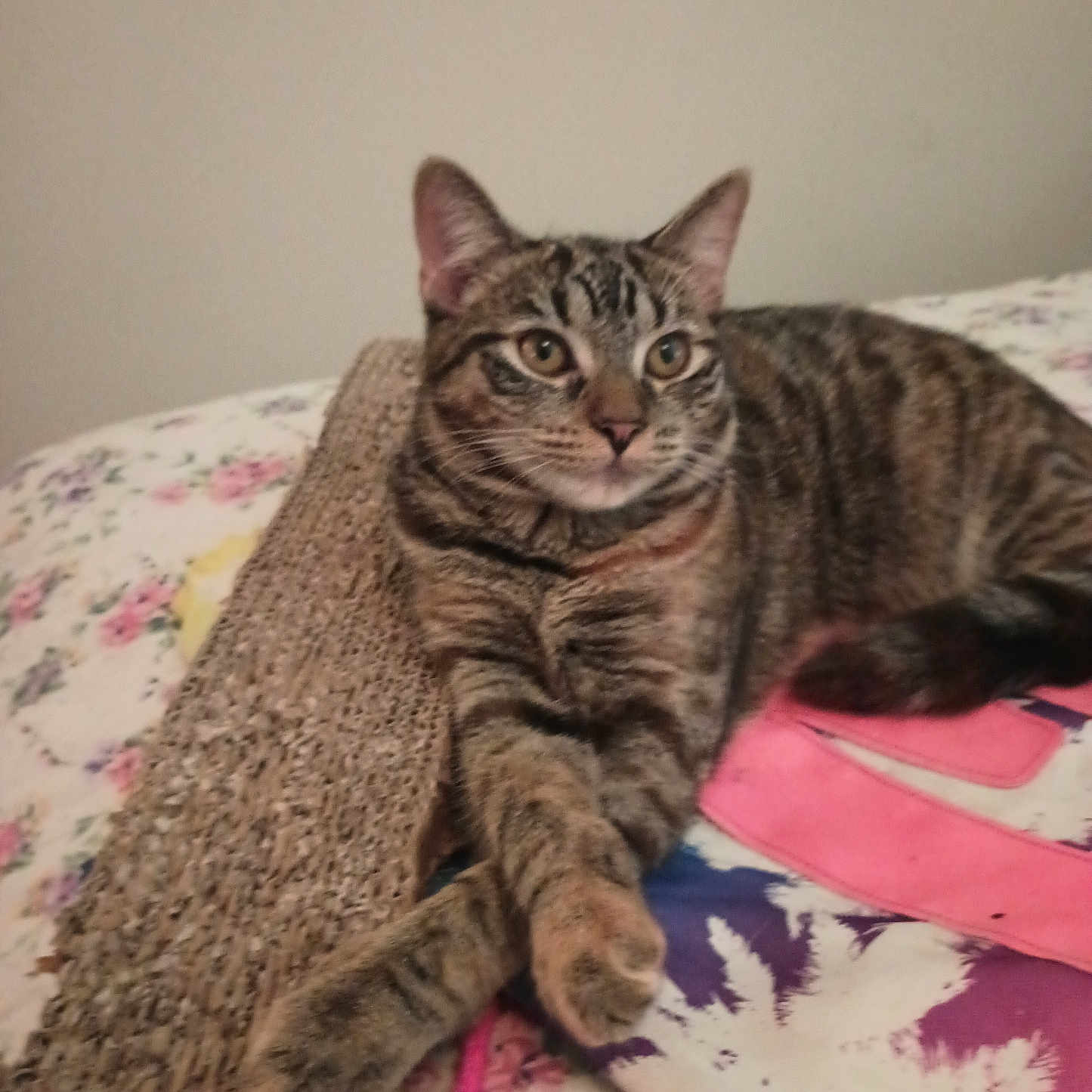 Leasha joined the competition — help win amazing prizes! alert, animal, bed, blanket, cat, crossed_paws, cute, domestic, feline, floral, fur, indoor, looking, paws, pet, relaxed, resting, scratcher, striped, tabby