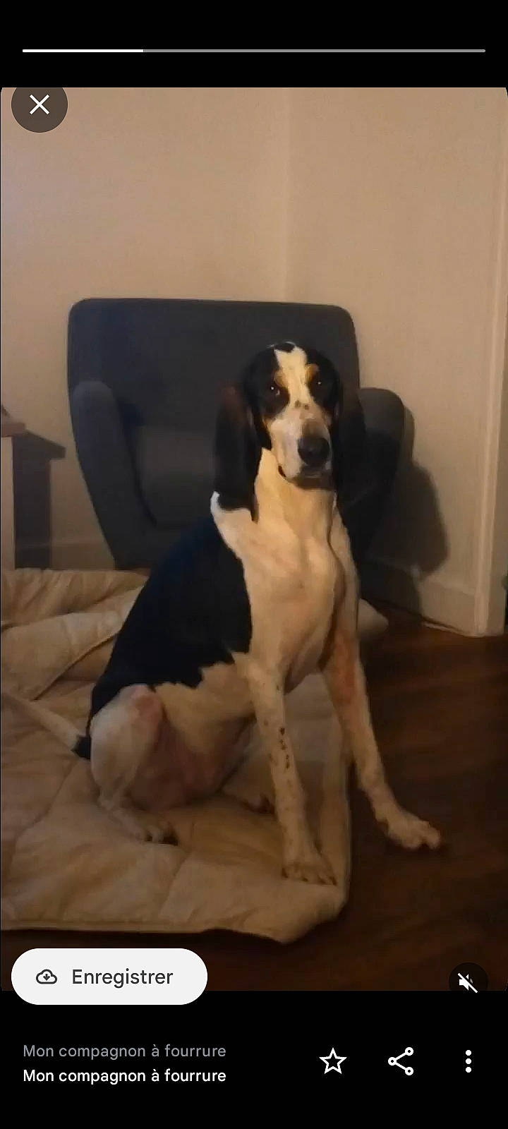 Aka participe au concours pour gagner de l'argent avec cette photo : canidae, carnivore, chair, comfort, companion_dog, couch, dog, dog_breed, fawn, flooring, hardwood, hound, paw, pet_supply, snout, sporting_group, tail, wood, working_animal, working_dog