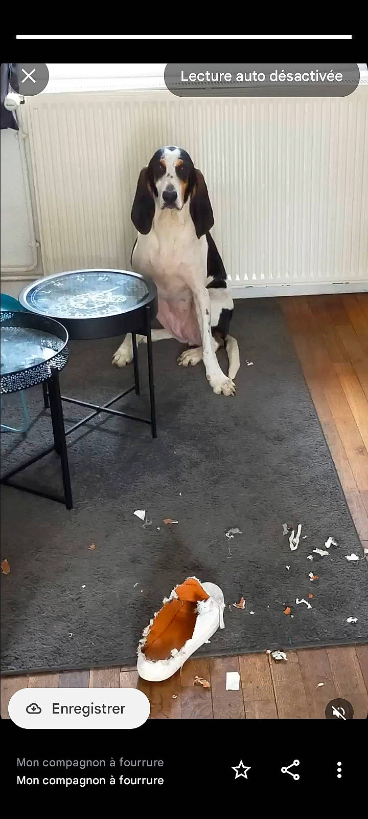 Aka a rejoint le concours — aidez-le/la à gagner de superbes lots ! canidae, carnivore, chair, coffee_table, companion_dog, dog, dog_breed, eyewear, flooring, fur, hardwood, human_leg, room, sitting, sporting_group, table, tail, visual_arts, wood, working_dog