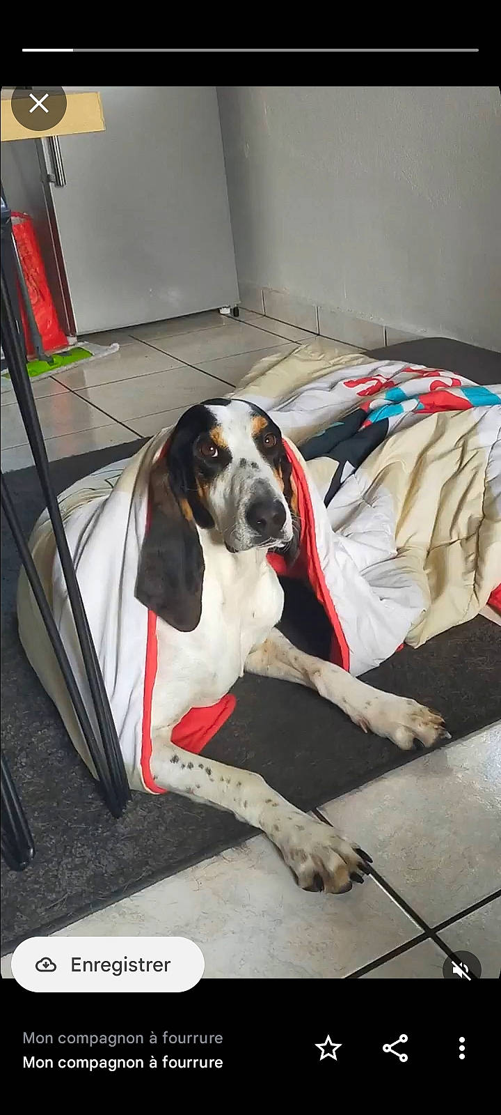 Aka participe au concours pour gagner de l'argent avec cette photo : canidae, carnivore, collar, comfort, companion_dog, dog, dog_breed, dog_supply, flooring, hunting_dog, metal, non_sporting_group, scent_hound, sporting_group, vehicle_door, working_animal, working_dog