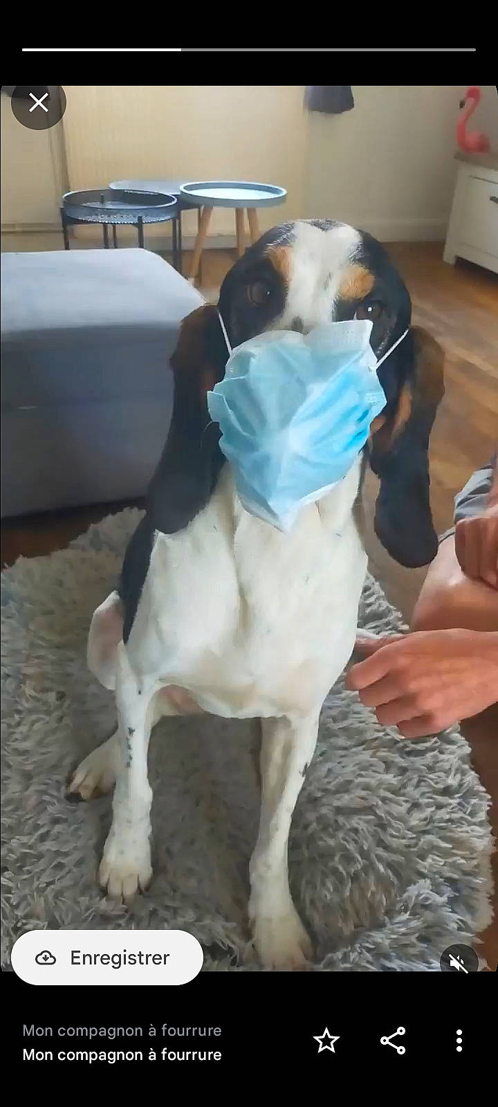 Aka a rejoint le concours — aidez-le/la à gagner de superbes lots ! canidae, carnivore, chair, collar, comfort, companion_dog, dog, dog_breed, fawn, flooring, fur, hardwood, hat, human_leg, non_sporting_group, paw, snout, sporting_group, tail, working_animal