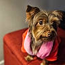 dog, small_dog, pet, indoors, red_cushion, pink_scarf, orange_clothing, fur, cute, animal, portrait, cozy, brown_fur, ears, eyes, looking_away, soft_light, blurred_background, companion, domestic_animal