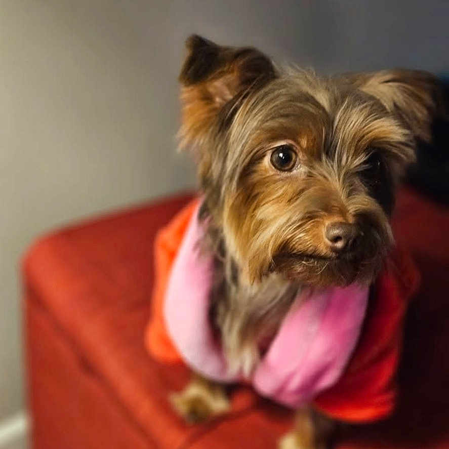 Dojabutwecallherkatt is registered to the contest to win money with this photo: dog, small_dog, pet, indoors, red_cushion, pink_scarf, orange_clothing, fur, cute, animal, portrait, cozy, brown_fur, ears, eyes, looking_away, soft_light, blurred_background, companion, domestic_animal