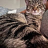 animal, cat, close_up, comfort, couch, cozy, feline, friendship, fur, home, indoor, person, pet, pillow, relaxing, resting, sleepy, striped, tabby_cat, whiskers