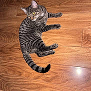 Donna Melania joined the competition — help win amazing prizes! animal, cat, curious, domestic_cat, ears, eye_reflection, feline, floorboards, fur_pattern, indoor, lying_down, mammal, paws, pet, relaxed, striped_fur, tabby, tail, whiskers, wooden_floor