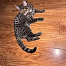 animal, cat, curious, domestic_cat, ears, eye_reflection, feline, floorboards, fur_pattern, indoor, lying_down, mammal, paws, pet, relaxed, striped_fur, tabby, tail, whiskers, wooden_floor
