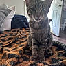 animal, blanket, blurred, cat, cozy, domestic, door, floor, fur, furniture, home, indoor, leopard_print, pet, pillow, resting, sitting, tabby_cat, tail, whiskers