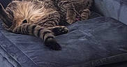 Donna Melania is registered to the contest to win money with this photo: animal, blue_couch, carpet, cat, cozy, domestic, feline, fur, furniture, home, indoor, lounging, paw, pet, relaxed, resting, tabby, tail, velvet, whiskers